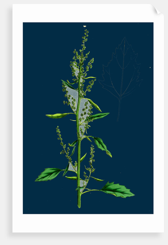 Chenopodium Album Var. Paganum; Green Goosefoot, Var. B. by Anonymous