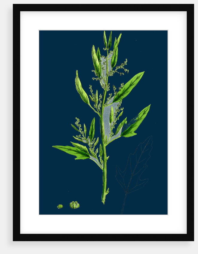 Chenopodium Ficifolium; Fig-Leaved Goosefoot by Anonymous