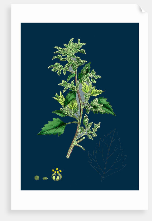 Chenopodium Murale; Nettle-Leaved Goosefoot by Anonymous