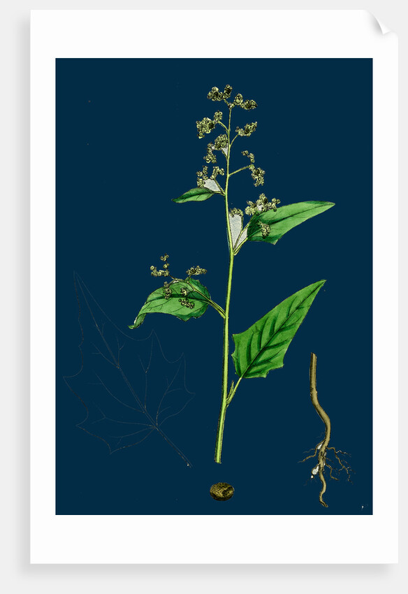 Chenopodium Hybridum; Maple-Leaved Goosefoot by Anonymous