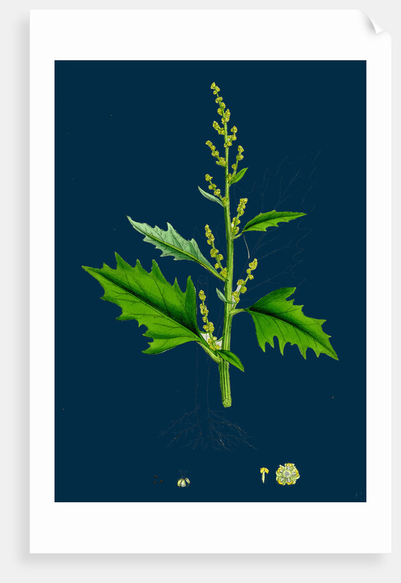 Chenopodium Urbicum; Upright Goosefoot by Anonymous