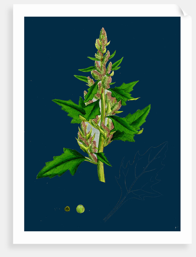 Chenopodium Eu-Rubrum, Var. Genuinum; Red Goosefoot, Var. A. by Anonymous