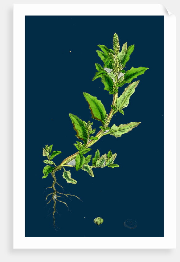 Chenopodium Glaucum; Oak-Leaved Goosefoot by Anonymous