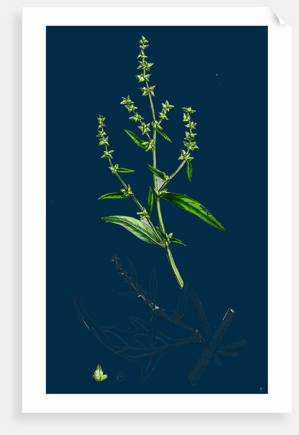 Atriplex Patula, Var. Angustifolia; Narrow-Leaved Orache, Var. A. by Anonymous