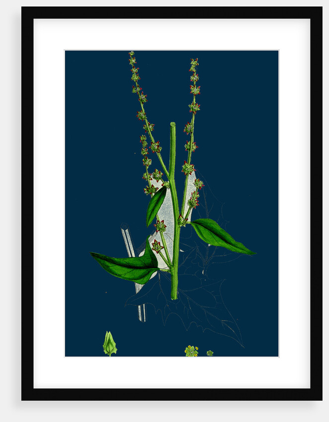 Atriplex Smithii; Smith's Orache by Anonymous