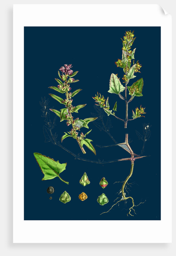 Atriplex Babingtonii; Babington's Orache by Anonymous