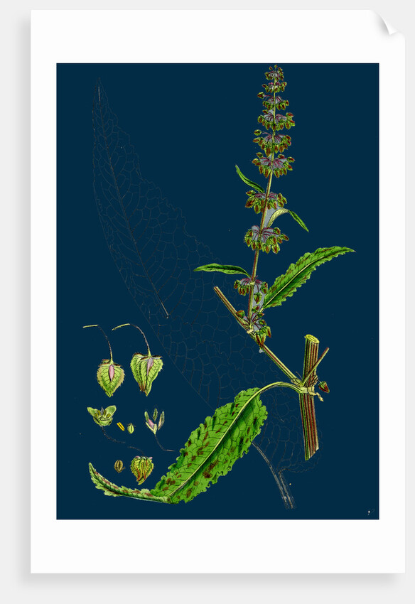 Rumex Pratensis; Meadow Dock by Anonymous