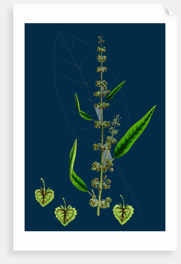 Rumex Conspersus; Hartman's Dock by Anonymous