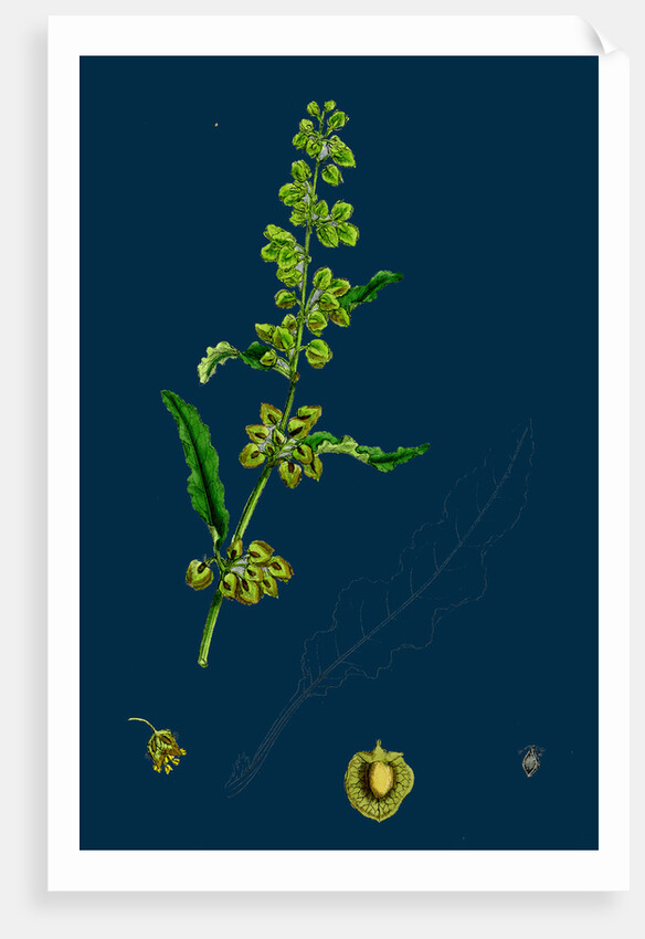 Rumex Crispus; Curled Dock by Anonymous