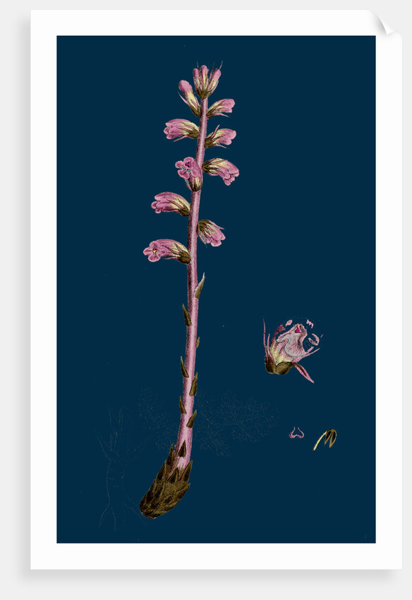 Orobanche Amethystea; Bluish Broom-Rape by Anonymous