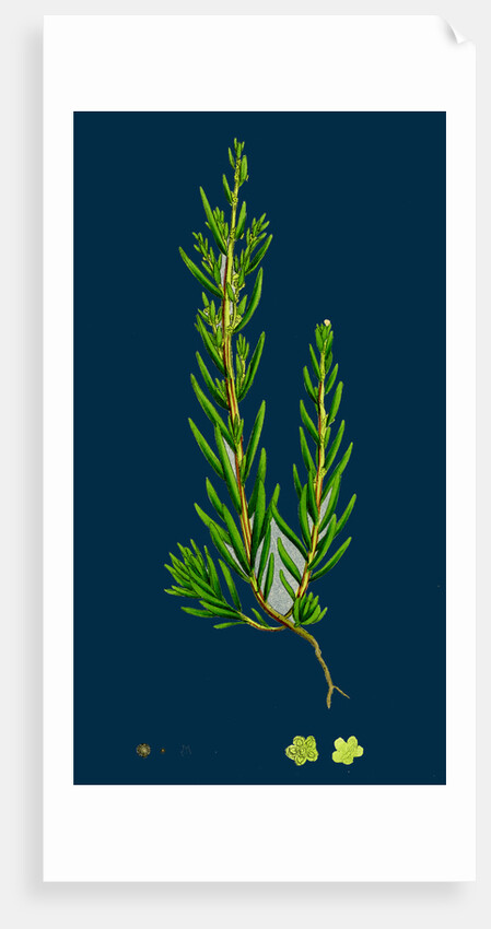 Suaeda Maritima; Annual Sea-Blite by Anonymous