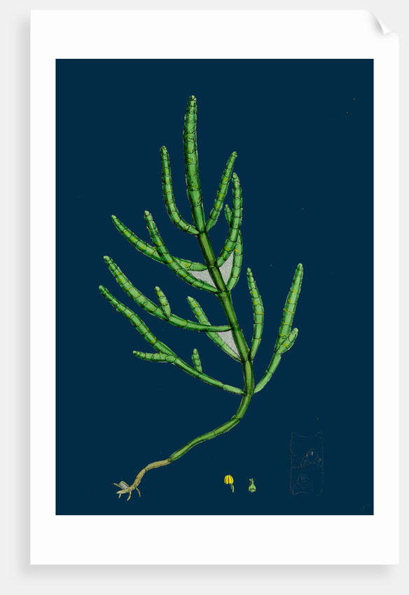 Salicornia Herbacea, Var. Acetaria; Common Marsh-Samphire, Var. A. by Anonymous