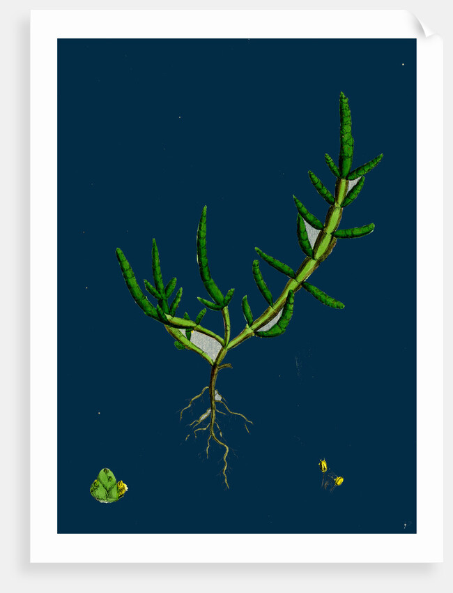 Salicornia Herbacea, Var. Procumbens; Common Marsh-Samphire, Var. B. by Anonymous