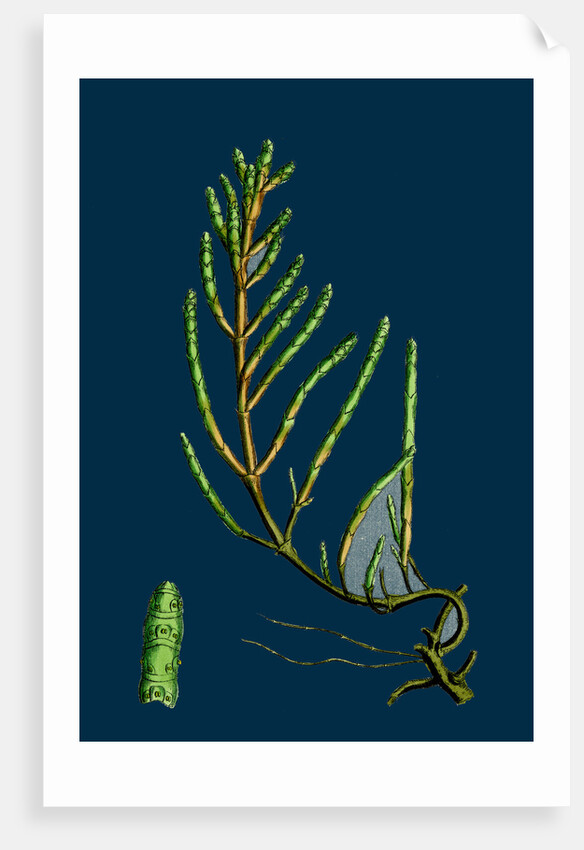 Salicornia Radicans; Creeping Marsh-Samphire by Anonymous