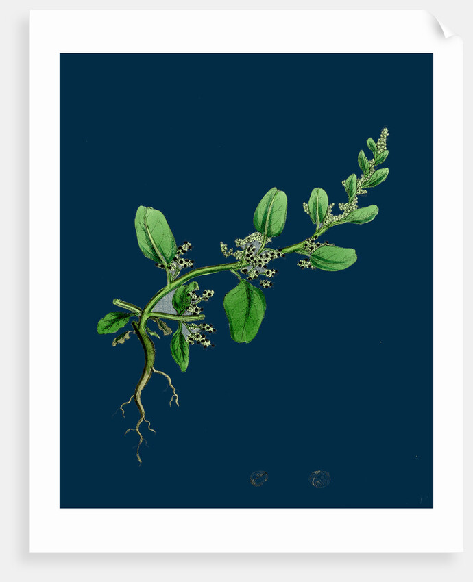 Chenopodium Polyspermum, Var. Genuinum; Many-Seeded Goosefoot, Var. A. by Anonymous