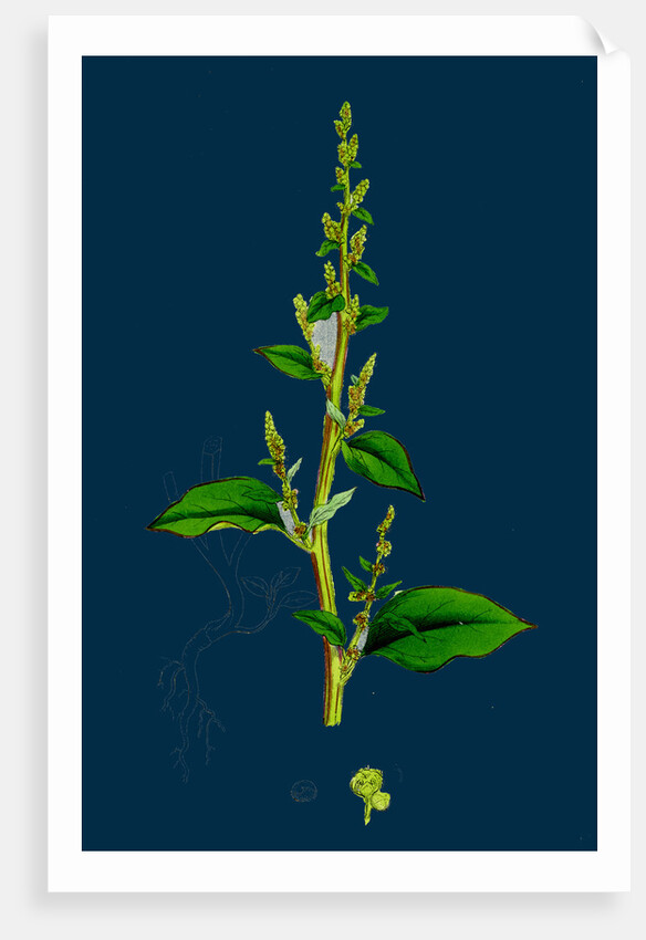 Chenopodium Polyspermum, Var. Acutifolium; Many-Sided Goosefoot, Var. B. by Anonymous