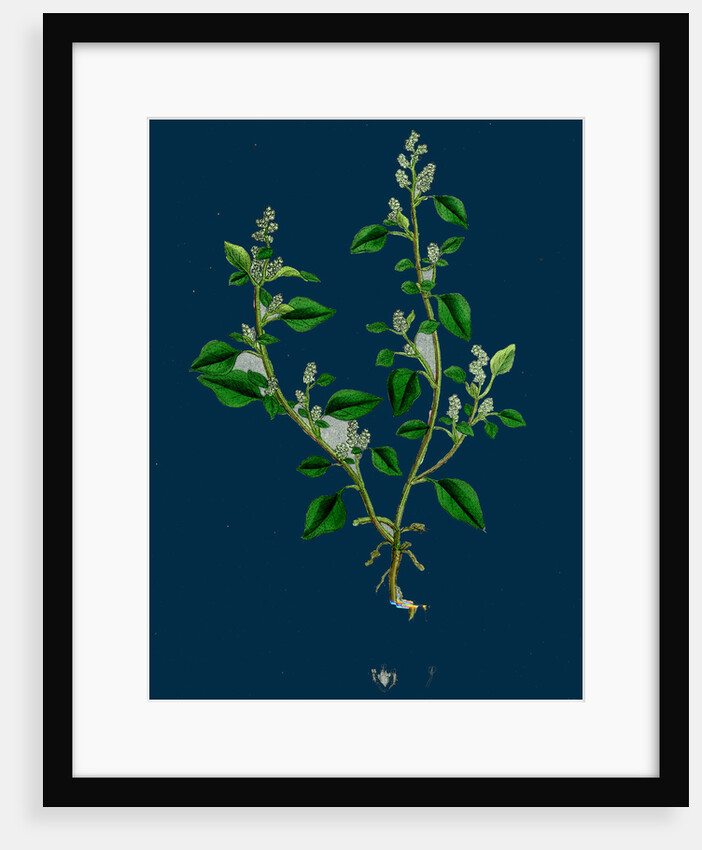 Botanical Illustration by Anonymous