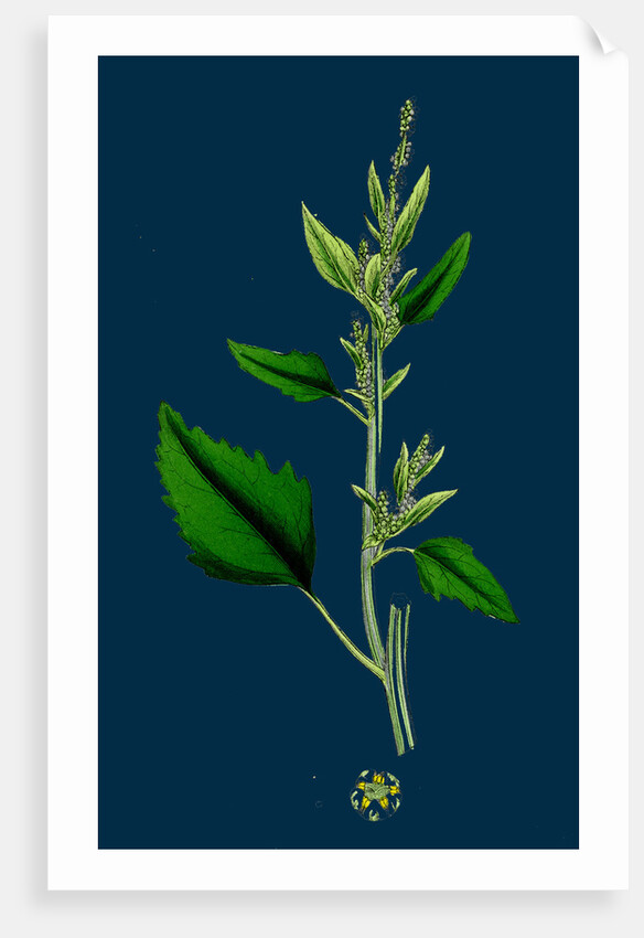 Chenopodium Album, Var. Candicans; White Goosefoot by Anonymous