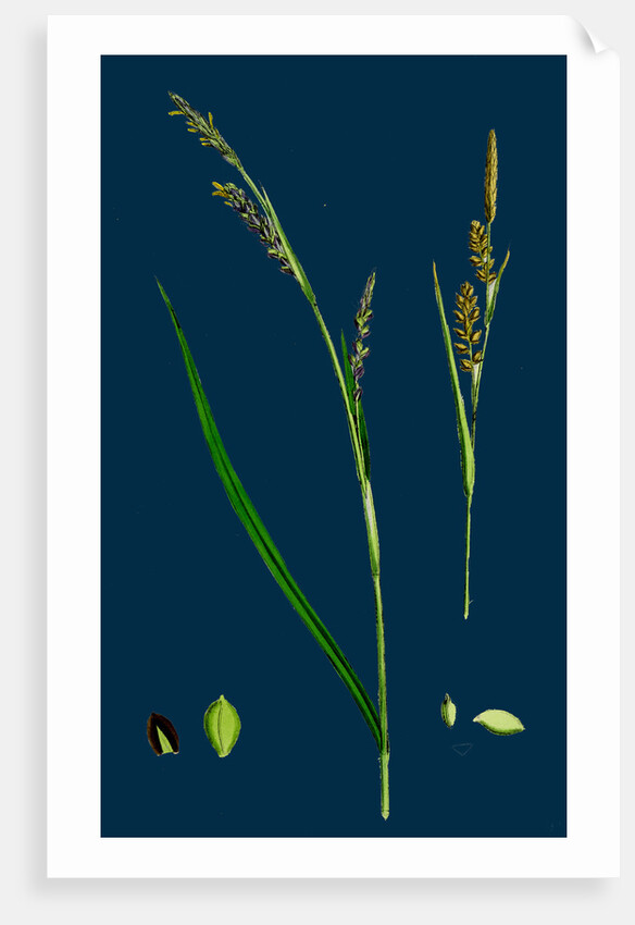 Carex Panicea; Pink-Leaved Sedge by Anonymous