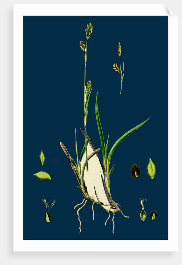 Carex Vaginata; Short Brown-Spiked Sedge by Anonymous