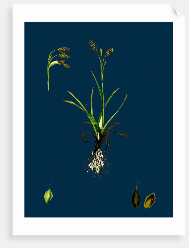 Carex Capillaris; Capillary Sedge by Anonymous