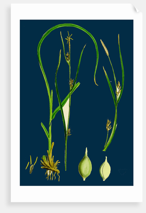 Carex Depauperata; Starved Wood Sedge by Anonymous