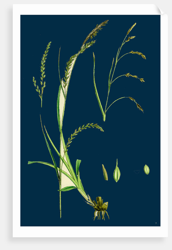 Carex Sylvatica; Pendulous Wood Sedge by Anonymous