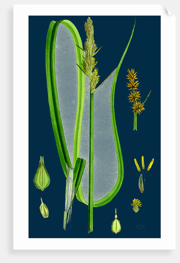 Carex Vulpina; Great Sedge by Anonymous