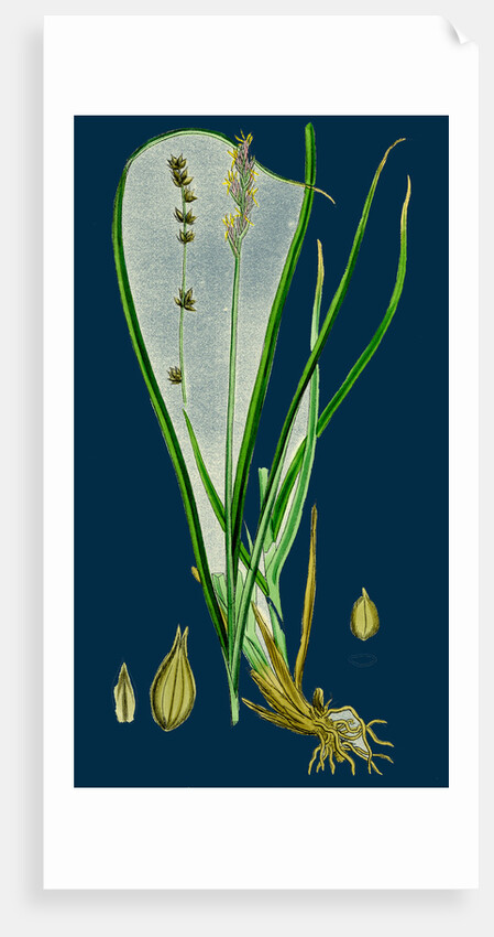 Carex Divulsa; Grey Sedge by Anonymous