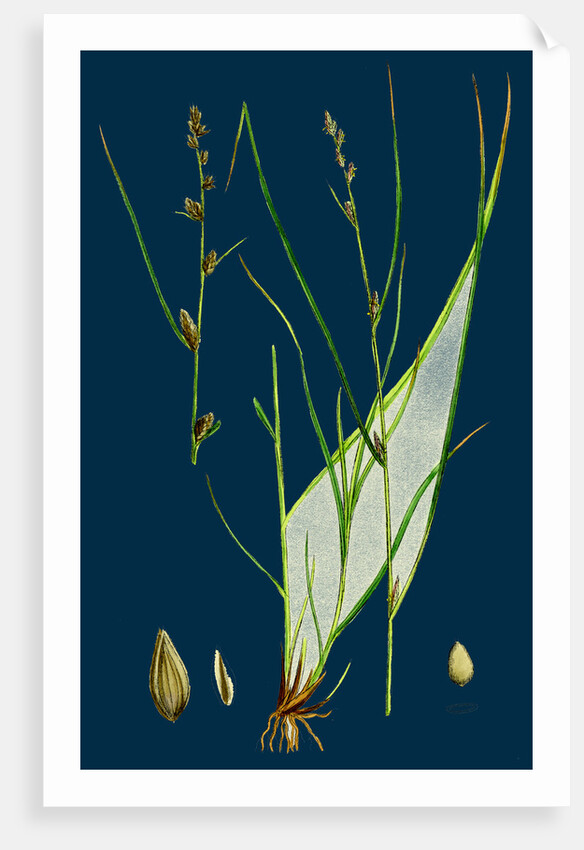 Carex Remota; Distant-Spiked Sedge by Anonymous