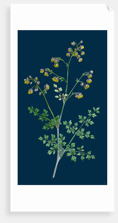 Thalictrum Minus, Montanum; Lesser Meadow Rue, Var. B. by Anonymous