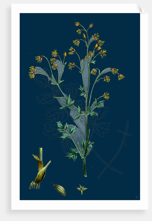 Thalictrum Flexuosum; Zigzag Meadow Rue by Anonymous