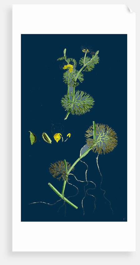 Ranunculus Circinatus; Rigid-Leaved Water-Crowfoot by Anonymous