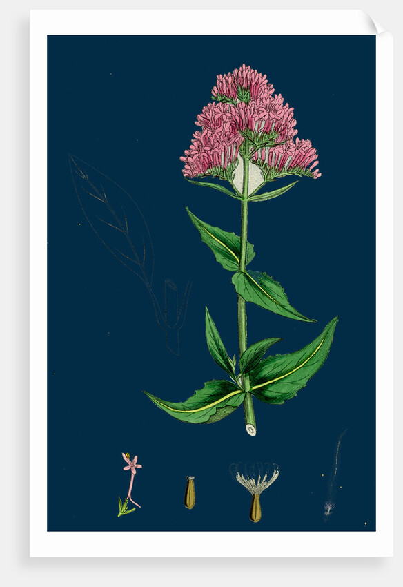 Centranthus Ruber; Red Valerian by Anonymous
