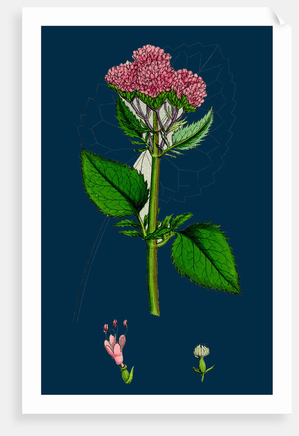 Valeriana Pyrenaica; Heart-Leaved Valerian by Anonymous