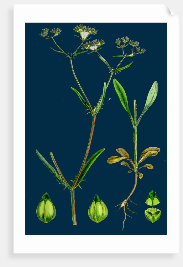 Valerianella Auricula; Sharp-Fruited Lamb's-Lettuce by Anonymous