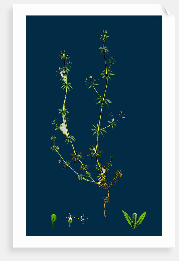 Galium Anglicum; Wall Bedstraw by Anonymous