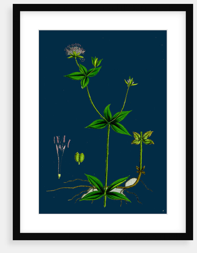 Asperula Taurina; Four-Leaved Woodruff by Anonymous
