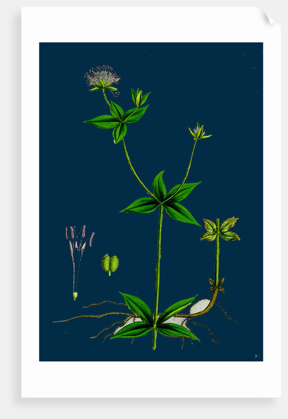 Asperula Taurina; Four-Leaved Woodruff by Anonymous