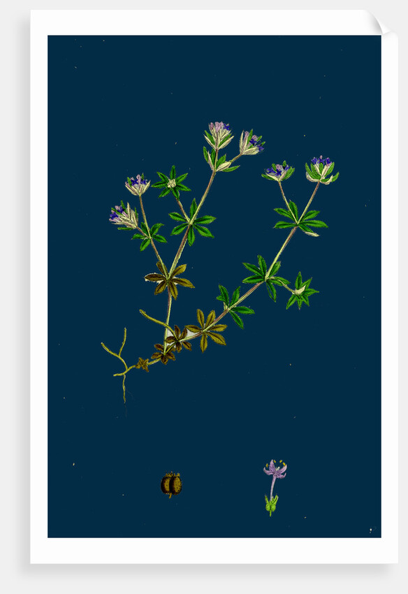 Sherardia Arvensis; Blue Field Madder by Anonymous