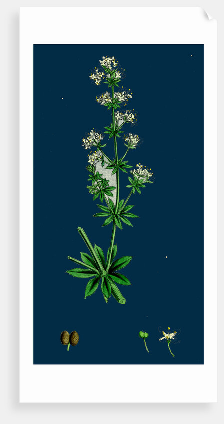 Galium Elatum; Common Great Bedstraw by Anonymous
