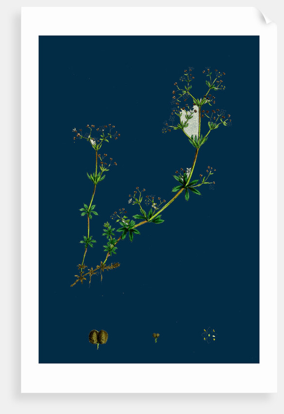 Galium Saxatile; Heath Bedstraw by Anonymous