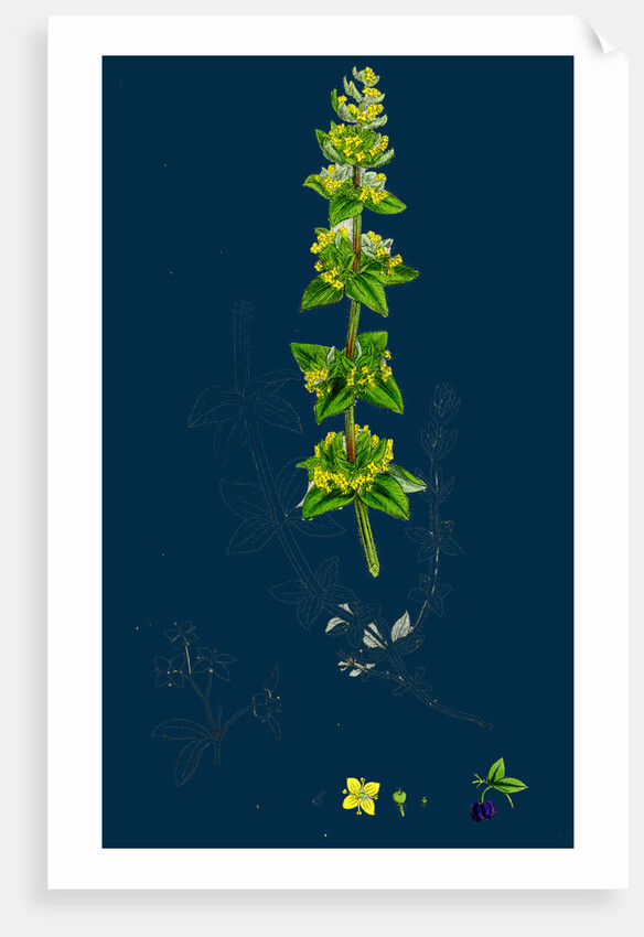 Galium Cruciatum; Mugwort by Anonymous