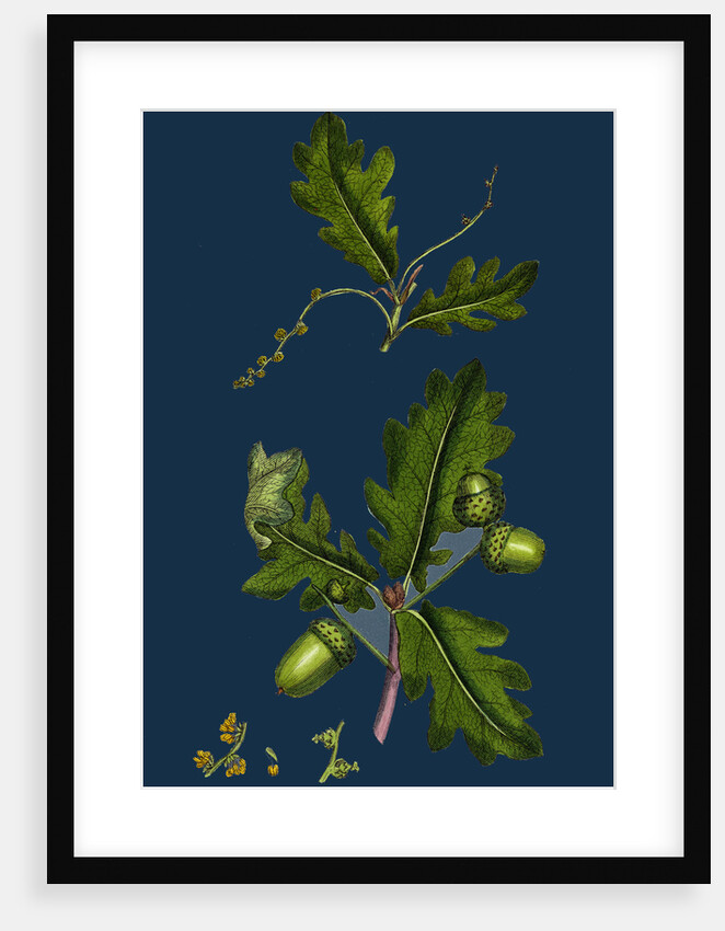 Quercus Pedunculata; Common Oak by Anonymous