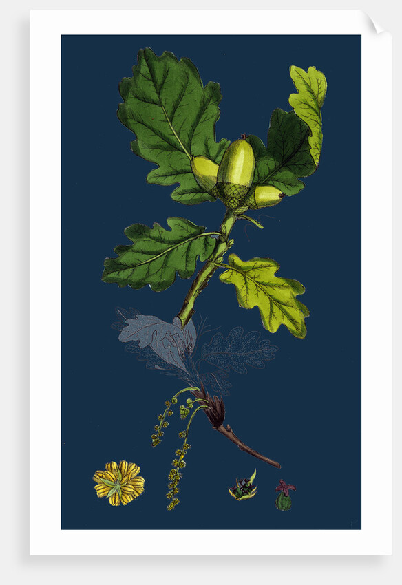 Quercus Sessiliflora; Sessile-Fruited Oak by Anonymous