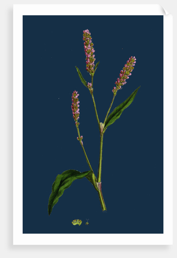 Polygonum Persicaria, Var. Elatum; Spotted Persicaria, Var. B. by Anonymous