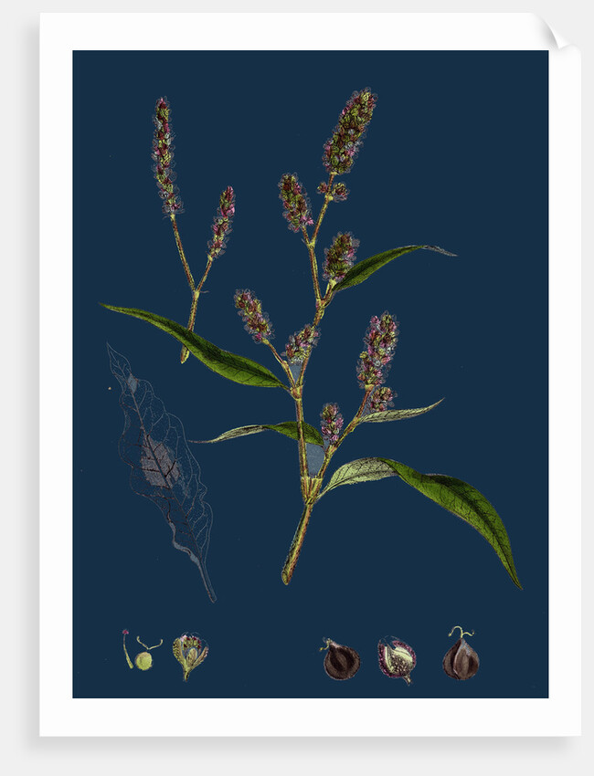 Polygonum Lapathifolium, Var. Nodosum; Glandular Persicaria, Var. B. by Anonymous