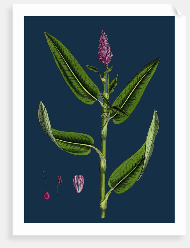 Polygonum Amphibium, Terrestre; Amphibious Bistort, Terrestial Form by Anonymous