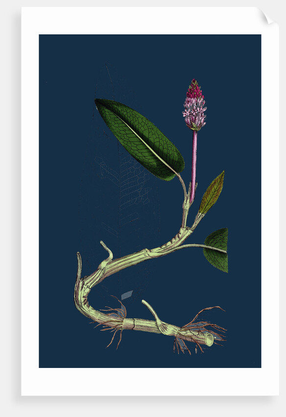 Polygonum Amphibium, Natans; Amphibious Bistort, Aquatic Form by Anonymous