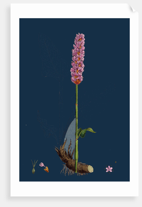 Polygonum Bistorta; Common Bistort by Anonymous